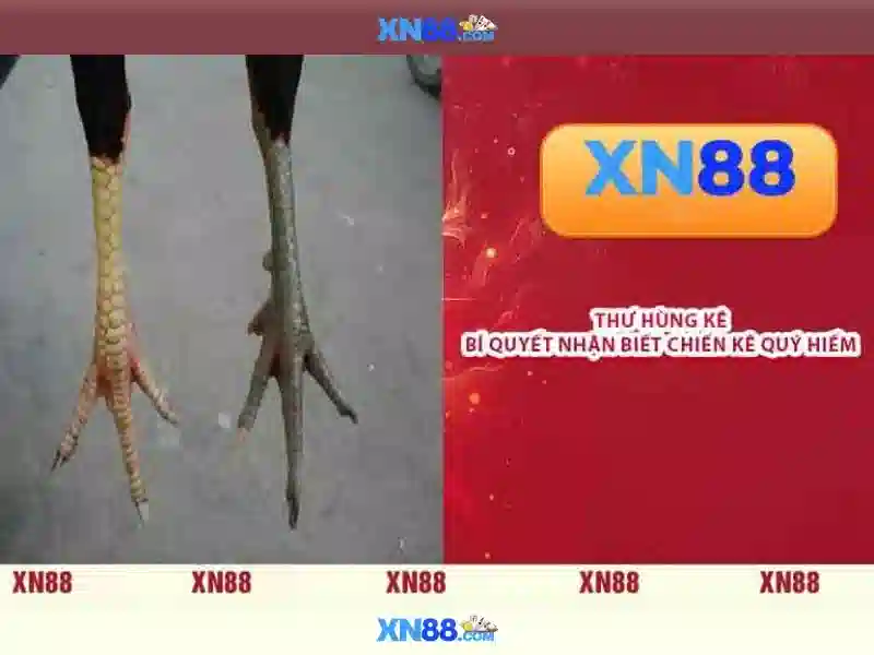 Tổng quan về xn88