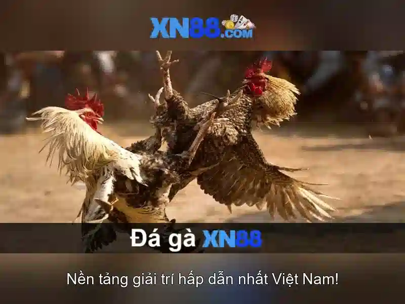 Khuyến nghị và kết luận